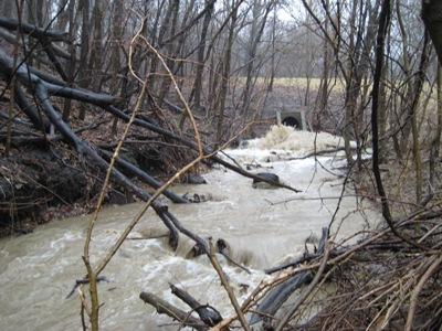 A Rapid of Stormwater and Wood Debris